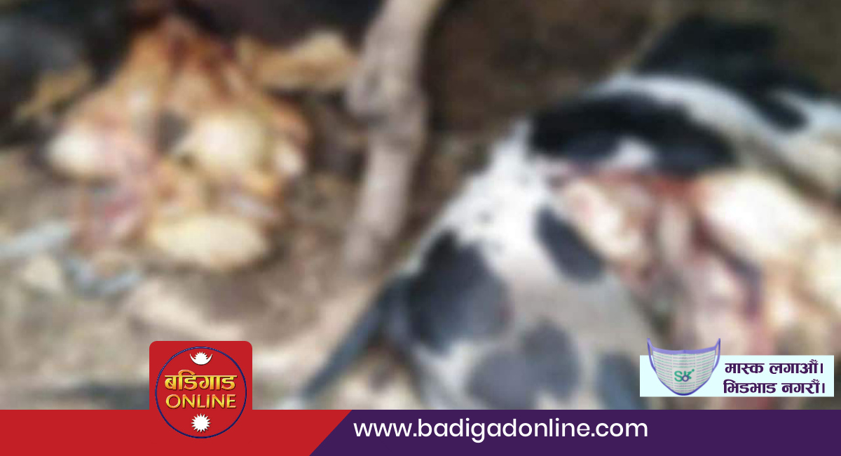 गुल्मीमा गोरु मारेको आरोपमा ३ जना पक्राउ