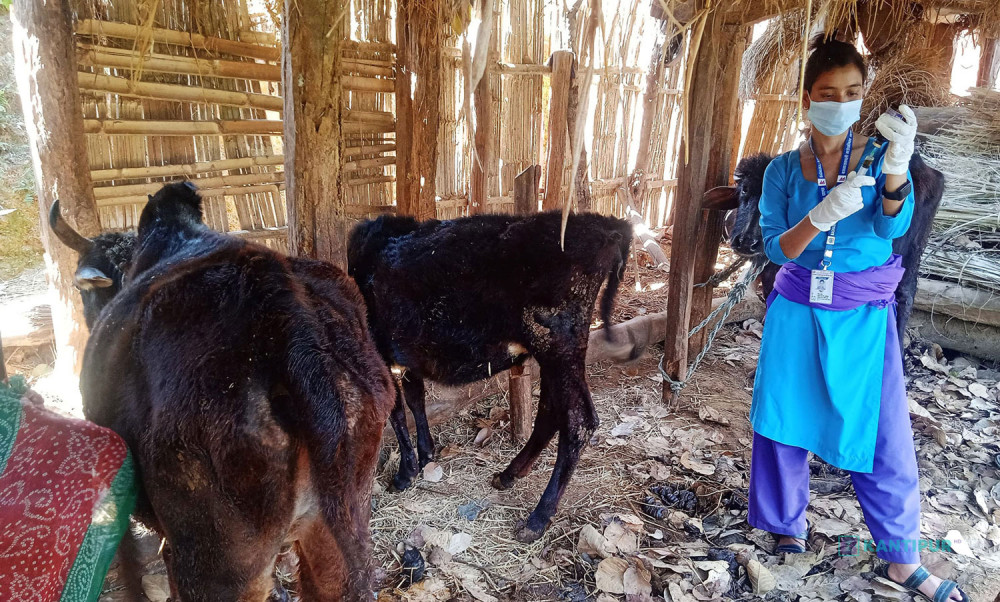 बागलुङमा लम्पी स्किन रोगको प्रकोप : एक हजार बढी गाईमा सक्रंमण