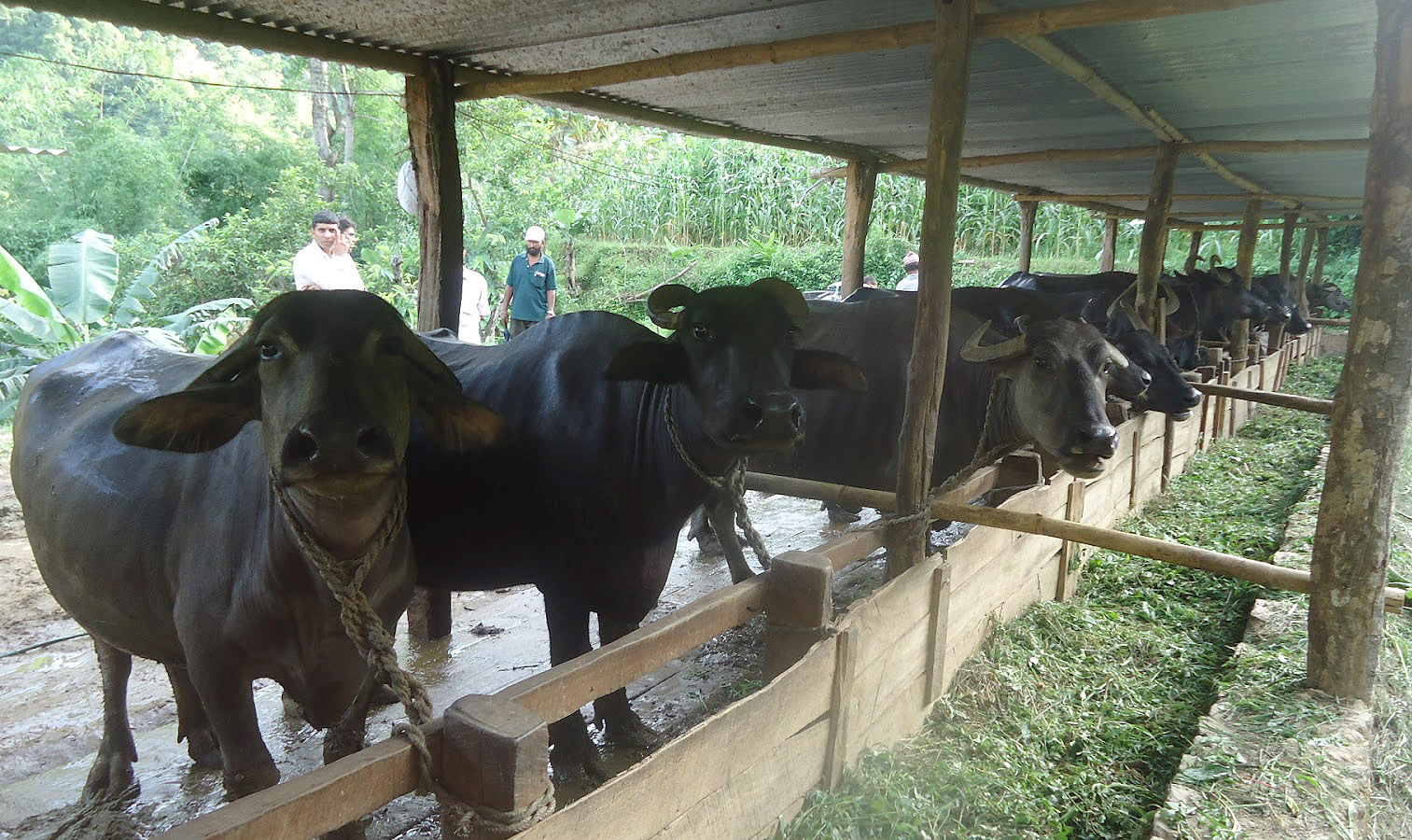 गुल्मीमा ५ वटाभन्दा बढी दुहुना गाई र भैंसी पाले मासिक १० हजार पाइने !