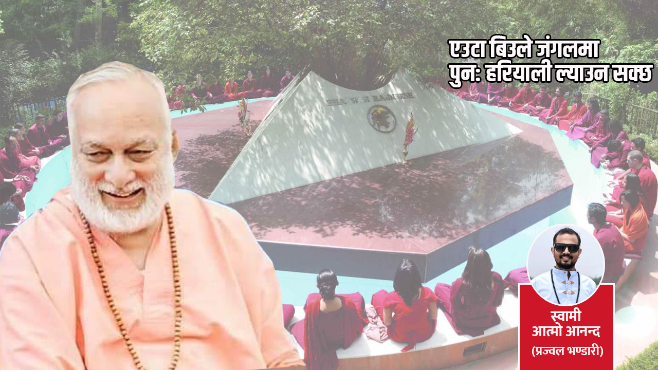 एउटा बिउले जंगलमा पुन: हरियाली ल्याउन सक्छ !